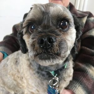 Meet your Posher, Constance